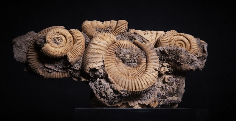 David-M-Macro-Ammonites.jpg