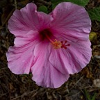 Margaret-H-Hibiscus-pink.jpg