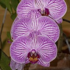 Margaret-O-orchids.jpg