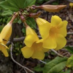 Margaret-Y-Yellow-flowers.jpg