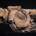 David-M-Macro-Ammonites.jpg