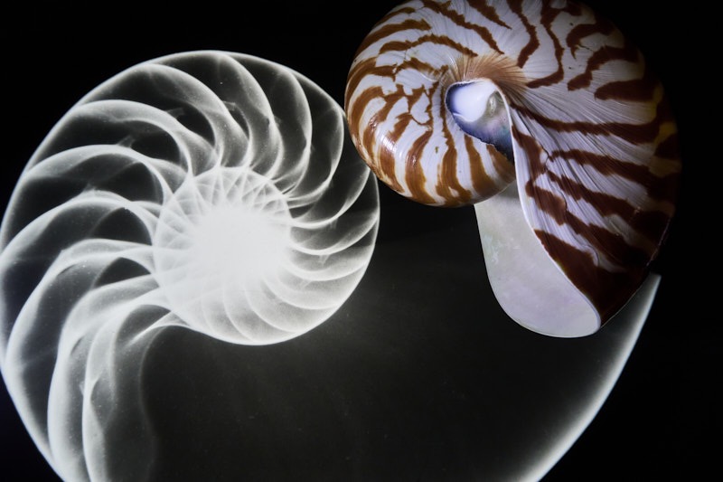 David-X-X-Ray-Nautilus.jpg