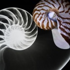 David-X-X-Ray-Nautilus.jpg