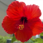 Jodi-H-Hibiscus.jpg