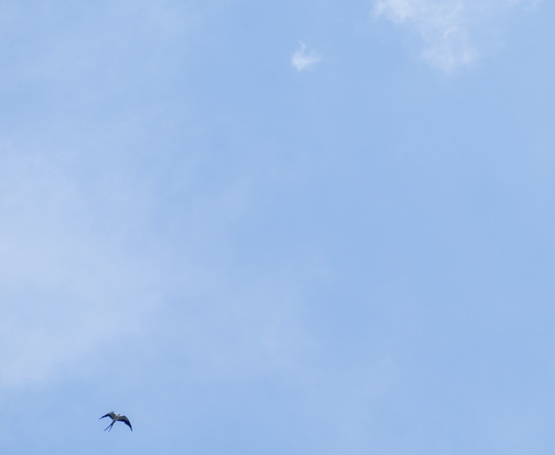 Jodi-K-kite.jpg