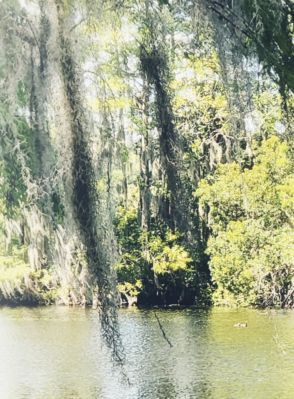 Jodi-S-Spanish-moss.jpg