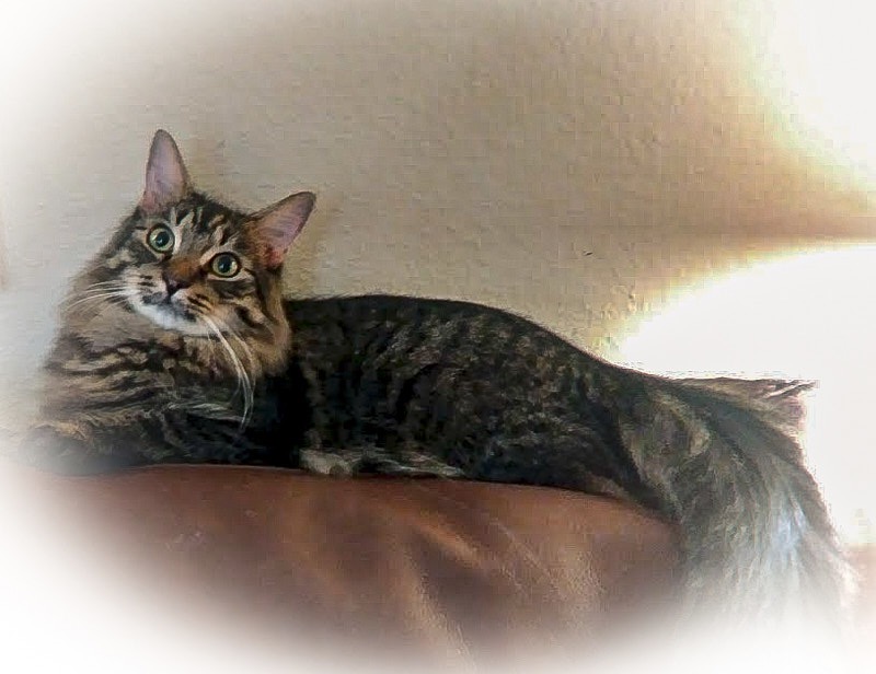 JoElla-C-Cat.jpg