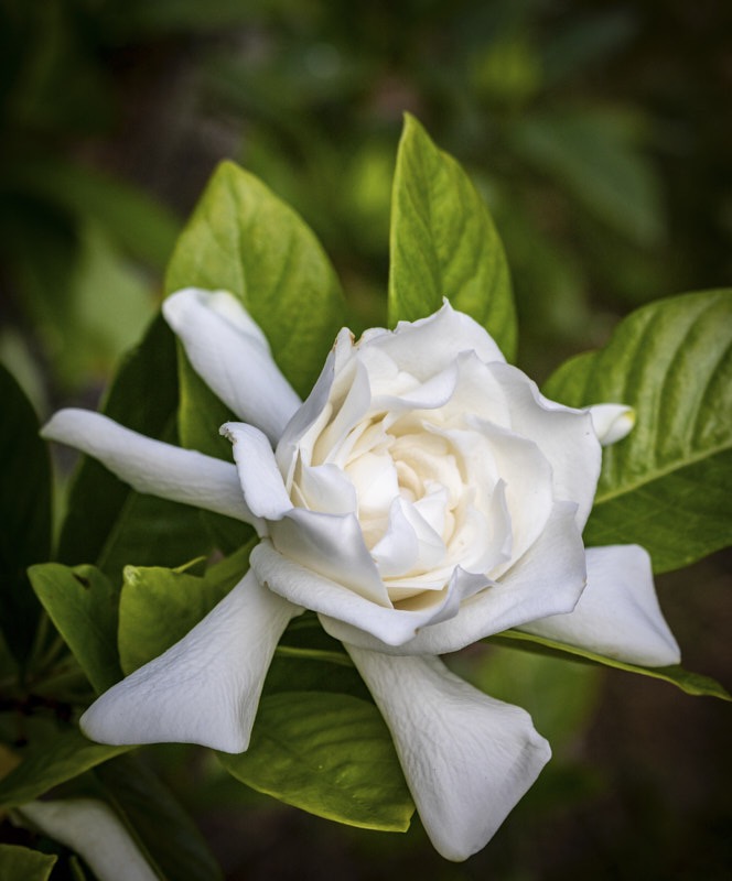 JoElla-G-Gardenia.jpg