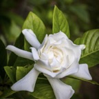 JoElla-G-Gardenia.jpg