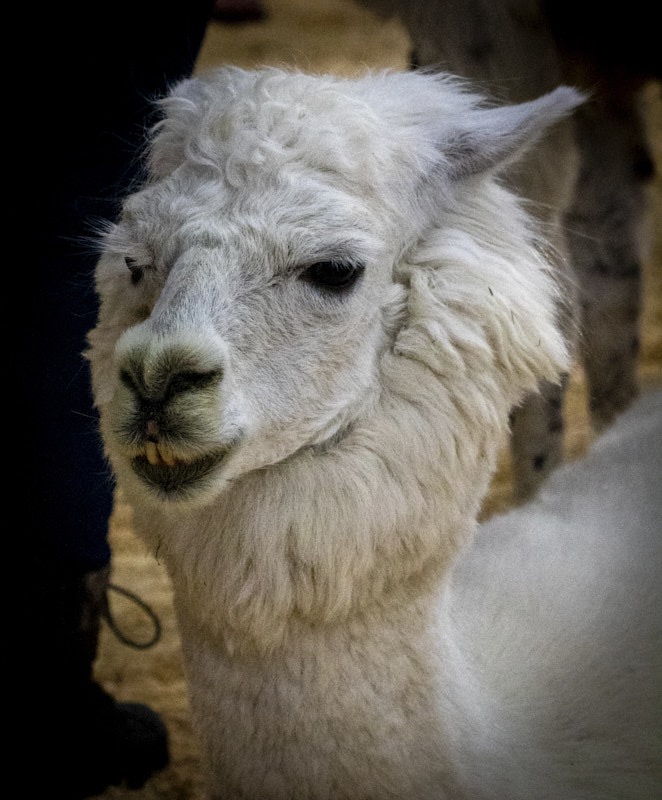 JoElla-L-Llama.jpg