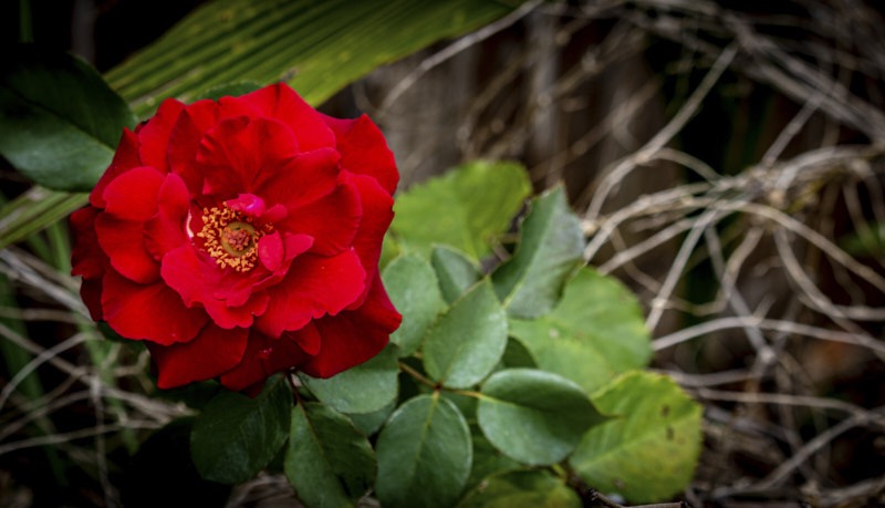 JoElla-R-Rose.jpg