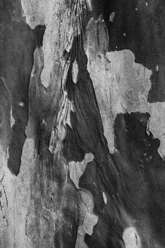 Margaret-B-bark-of-tree-b-and-w.jpg