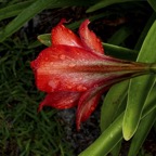 Margaret-C-Canna-Lily.jpg