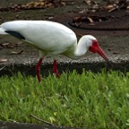 Margaret-I-Ibis.jpg