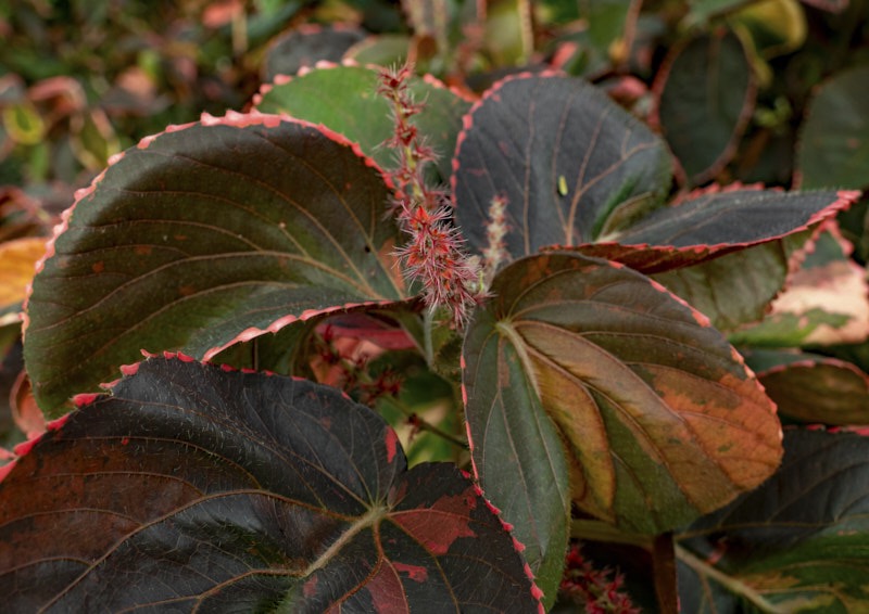 Margaret-L-Leaves-like-coleus.jpg