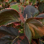 Margaret-L-Leaves-like-coleus.jpg