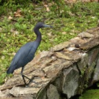 Margaret-N-Nice-shot-of-little-blue-heron.jpg