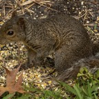 Margaret-Q-sQuirrel.jpg