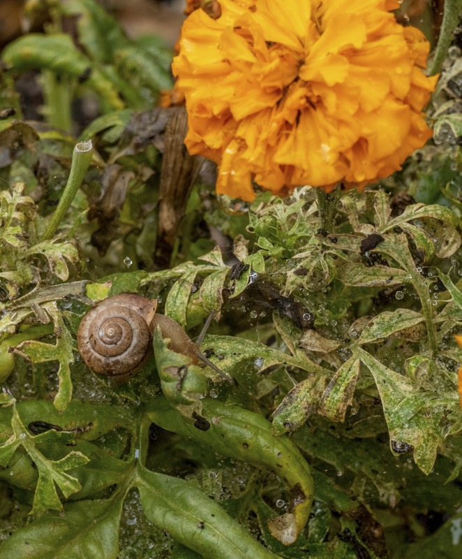 Margaret-S-Snail-in-the-marigolds.jpg