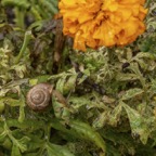 Margaret-S-Snail-in-the-marigolds.jpg