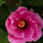 Margaret-S-Spiral-hibiscus.jpg