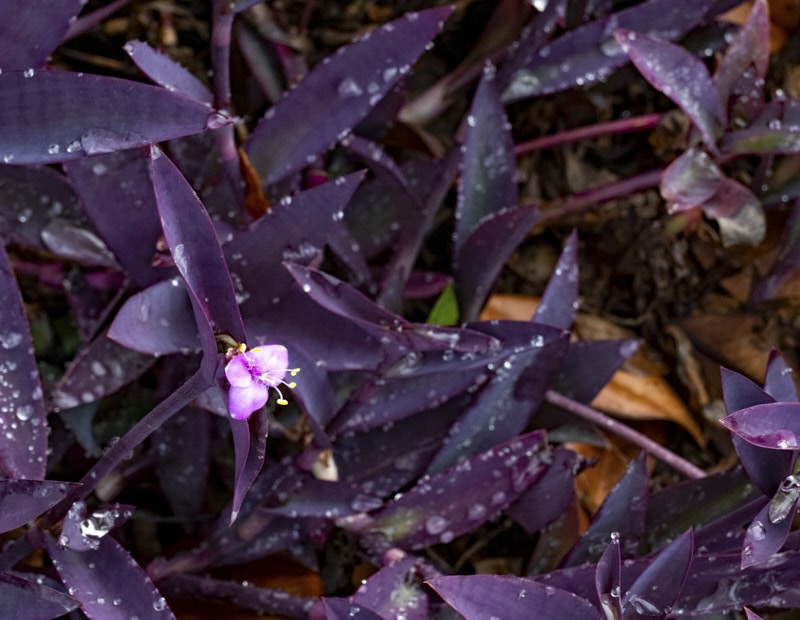 Margaret-T-Tradescantia-zebrina.jpg