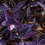 Margaret-T-Tradescantia-zebrina.jpg