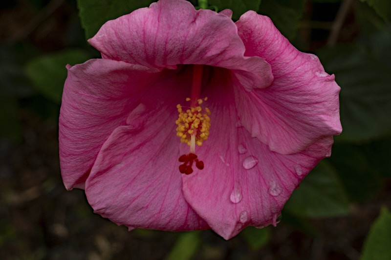 Margaret-U-Unbelievably-beautiful-hibiscus.jpg