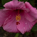 Margaret-U-Unbelievably-beautiful-hibiscus.jpg