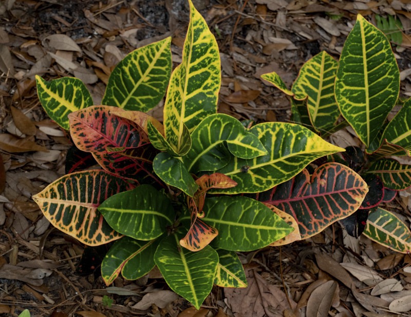 Margaret-V-Variegated-leaves-croton-good.jpg