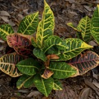 Margaret-V-Variegated-leaves-croton-good.jpg