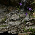 Margaret-W-waterfall-with-petunia.jpg