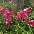 Marty-D-Daylily.jpg