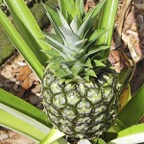 Marty-P-Pineapple.jpg