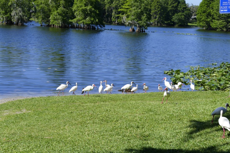 Mary-I-Ibis.jpg