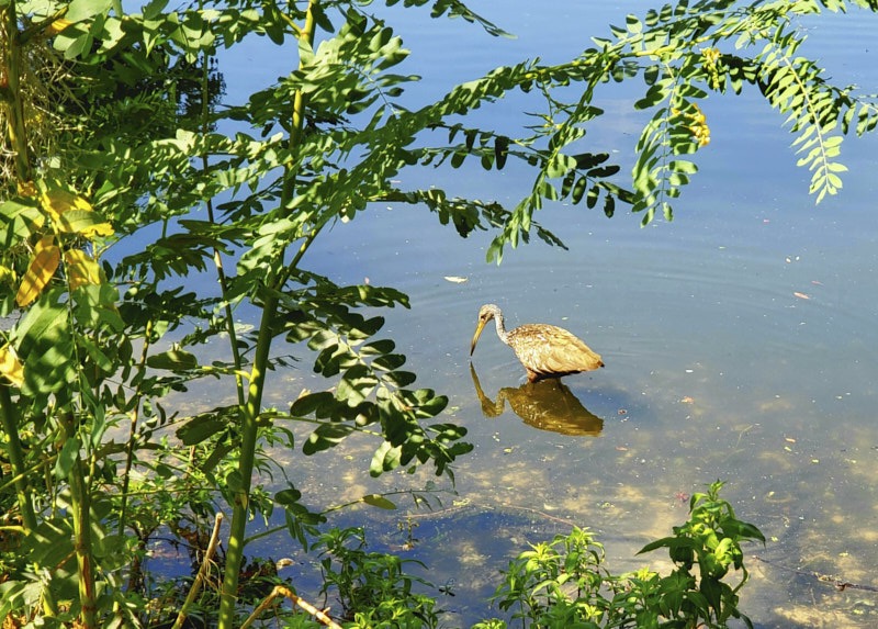 Mary-L-Limpkin.jpg