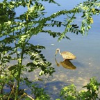 Mary-L-Limpkin.jpg