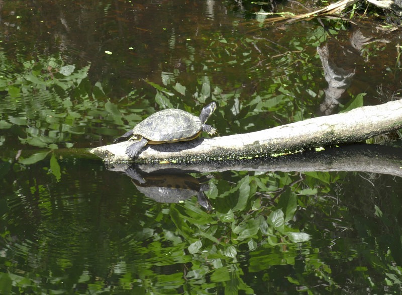 Mary-T-Turtle.jpg