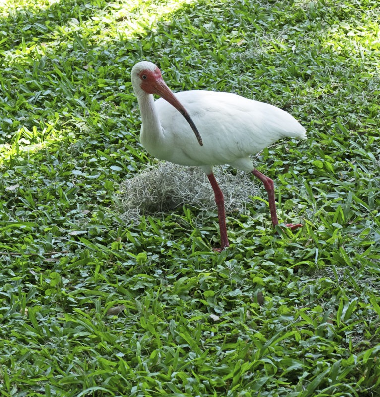 Mary-W-White-Ibis-broken-foot.jpg