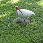 Mary-W-White-Ibis-broken-foot.jpg