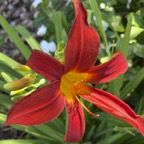 Pat-D-Daylily.jpg