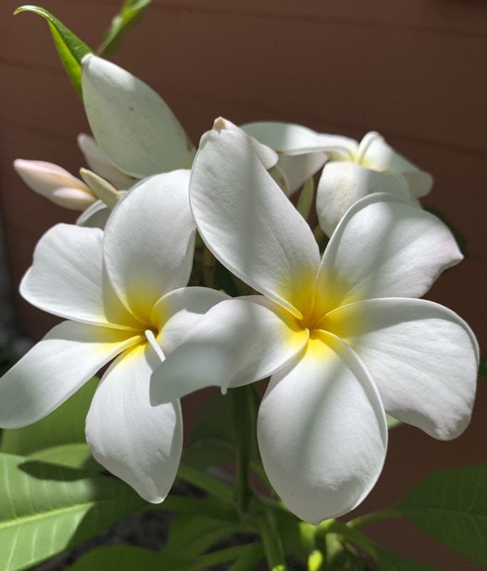 Pat-F-Frangipani.jpg