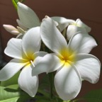 Pat-F-Frangipani.jpg