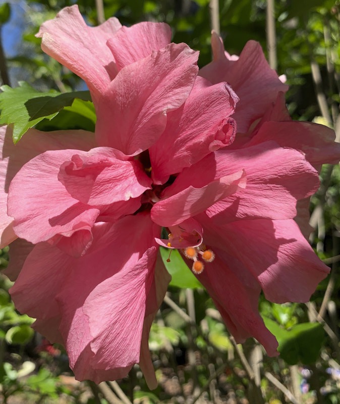 Pat-H-Hibiscus.jpg
