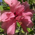 Pat-H-Hibiscus.jpg