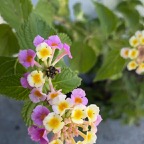 Pat-L-Lantana.jpg