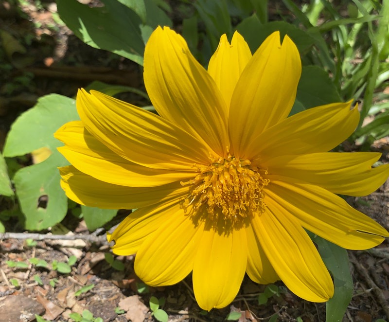 Pat-M-Mexican-Sunflower.jpg