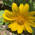 Pat-M-Mexican-Sunflower.jpg
