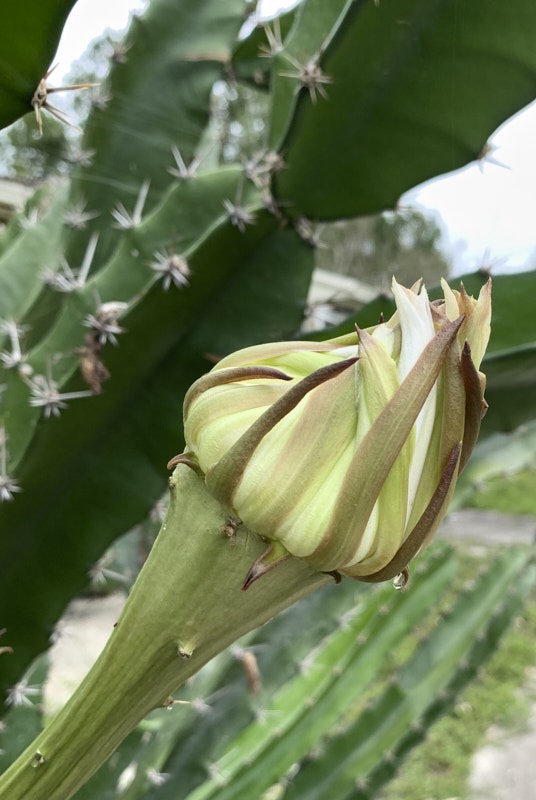 Pat-N-Nightbloom-Cactus.jpg