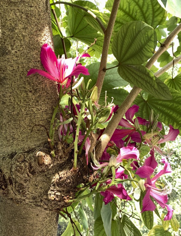 Pat-O-Orchid-Tree.jpg